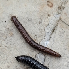 Tachypodoiulus niger