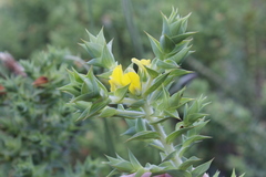 Aspalathus cordata