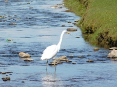 Ardeidae