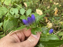 Gentiana clausa