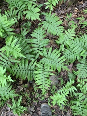 Woodwardia areolata