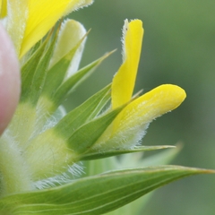 Aspalathus cordata