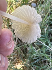 Setulosi