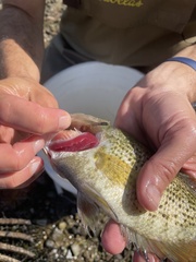 Ambloplites rupestris