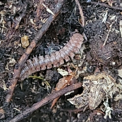 Polydesmus angustus