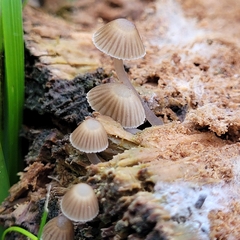 Mycena galericulata