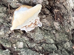 Rigidoporus populinus