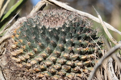 Mammillaria