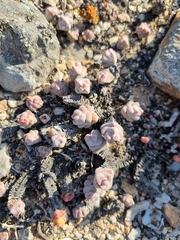 Crassula columnaris
