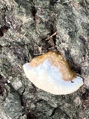 Rigidoporus populinus