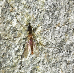 Trichocera annulata