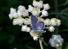 Plebejus idas