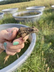 Lithobates blairi
