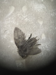 Clogmia albipunctata