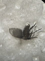 Clogmia albipunctata