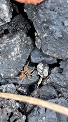 Pardosa