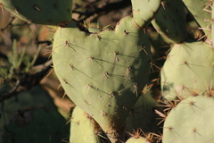 Opuntia