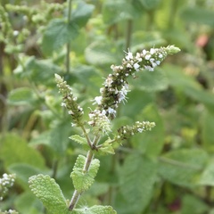 Mentha suaveolens