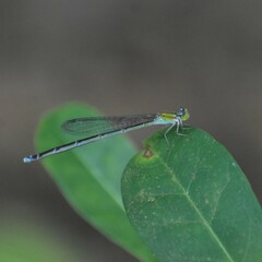 Pseudagrion