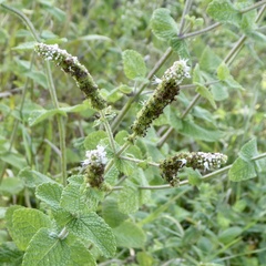 Mentha suaveolens