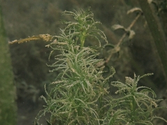 Najas flexilis