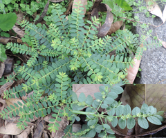 Phyllanthus