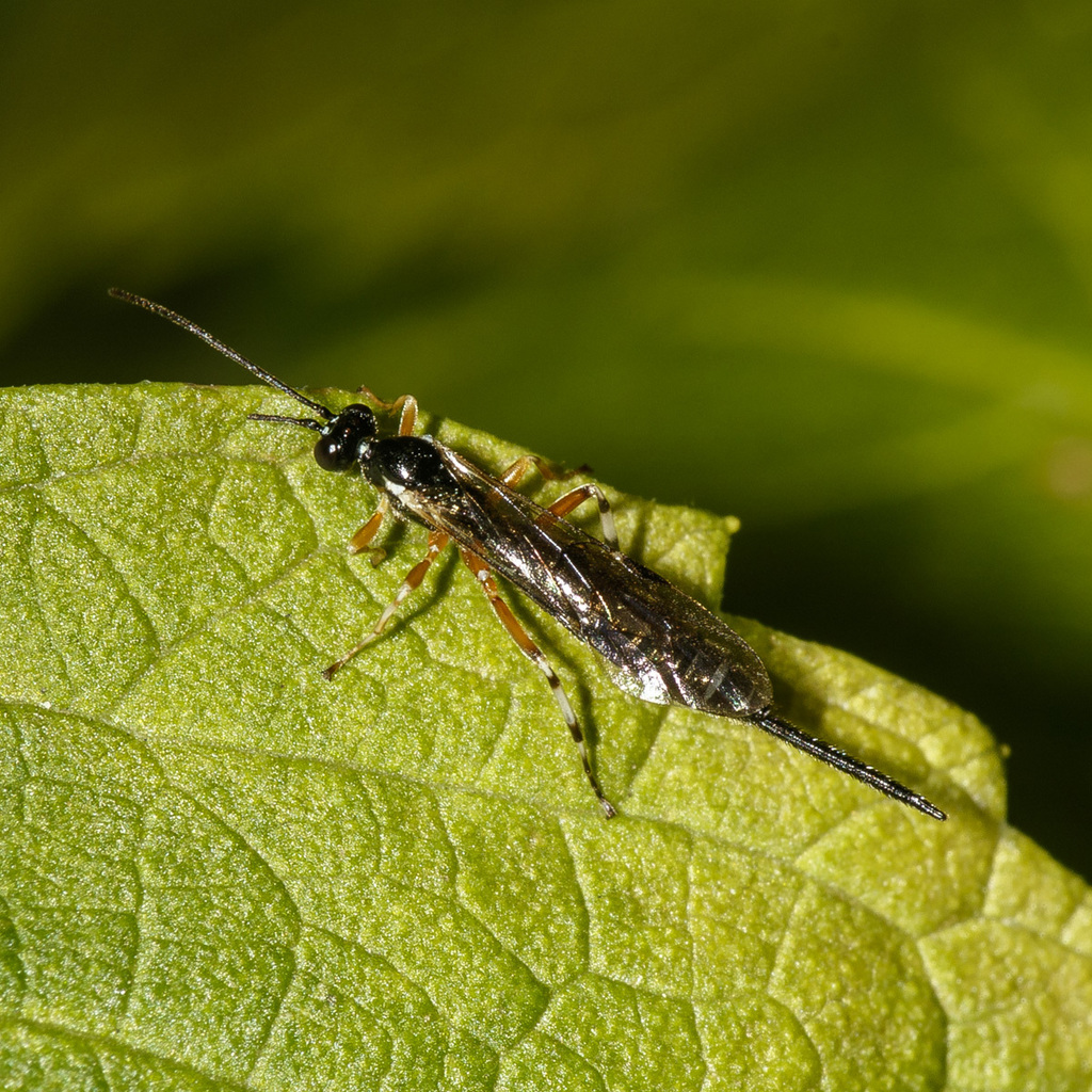 Pimplinae from rockland county ny usa on november 3 2017 at 01 32 pm