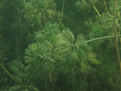 Ranunculus trichophyllus