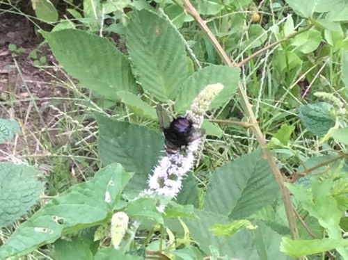 Juriniopsis adusta photo 5