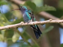 Chrysuronia coeruleogularis