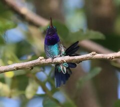 Chrysuronia coeruleogularis