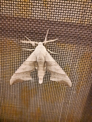 Bombycoidea