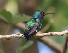 Chrysuronia coeruleogularis