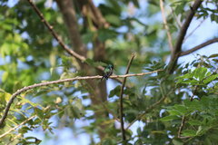 Chrysuronia coeruleogularis