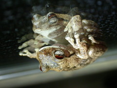 Litoria rothii