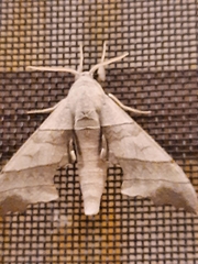 Bombycoidea