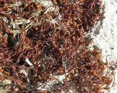 Sargassum