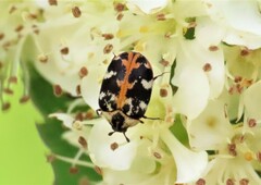 Anthrenus scrophulariae