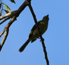 Tolmomyias
