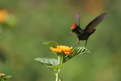 Lophornis magnificus
