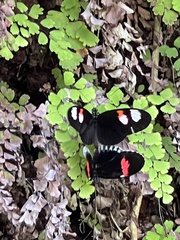 Heliconius melpomene plesseni
