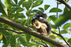 Sciurus variegatoides helveolus