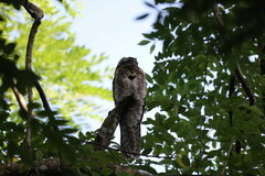 Nyctibius griseus