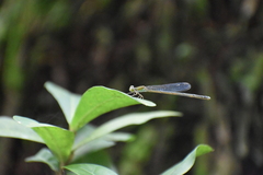 Pseudagrion