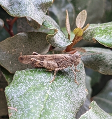 Oedipoda