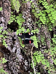 Heliconius melpomene plesseni