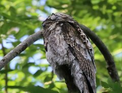 Nyctibius griseus