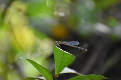 Pseudagrion