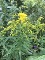 Solidago canadensis