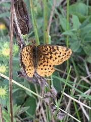 Boloria bellona